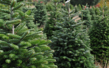 Christmas Trees