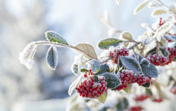 Plants of Christmas